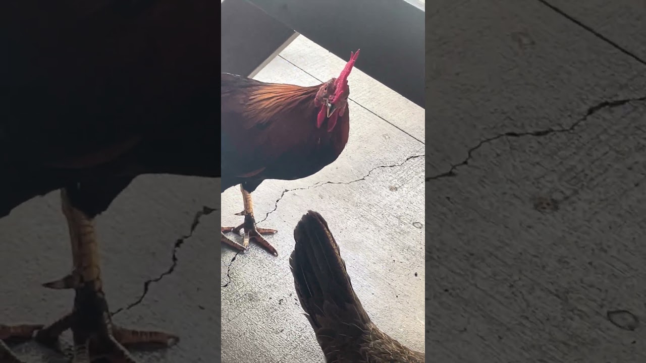 Chickens at Hawaii always funny. 