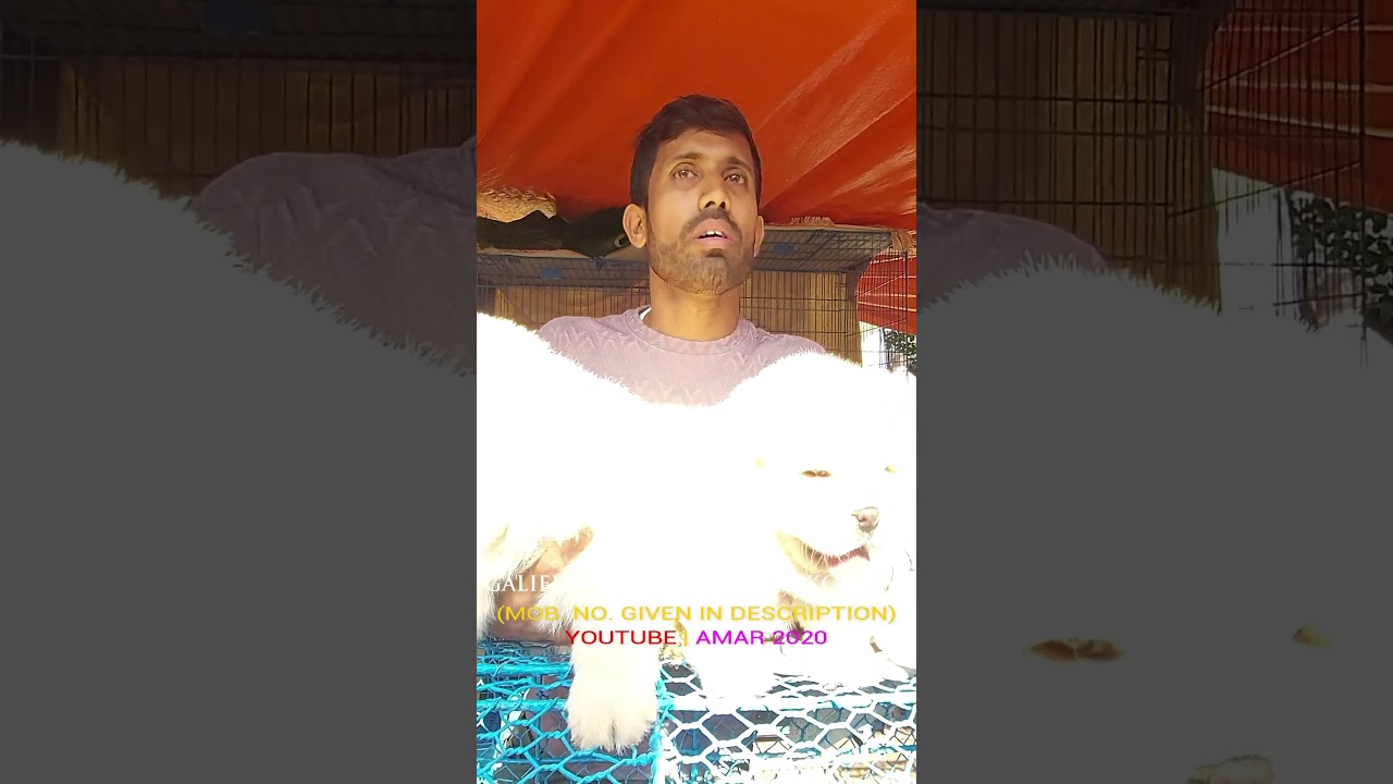Galiff Street Pet Market Kolkata | Quality Dog Puppy at Cheap Price |18/01/26 |