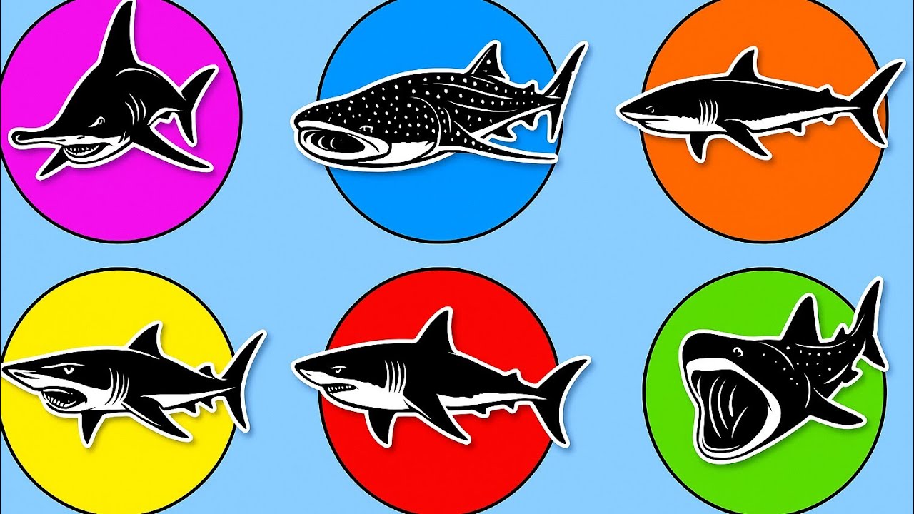 Sharks = Hammerhead Shark, Whale Shark, Great White Shark, Tiger Shark, Basking Shark, Goblin Shark