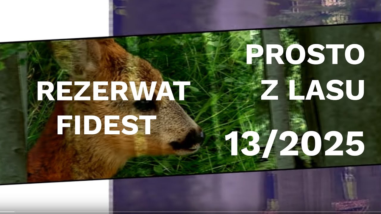 Rezerwat Fidest - Prosto z lasu |13 2025|