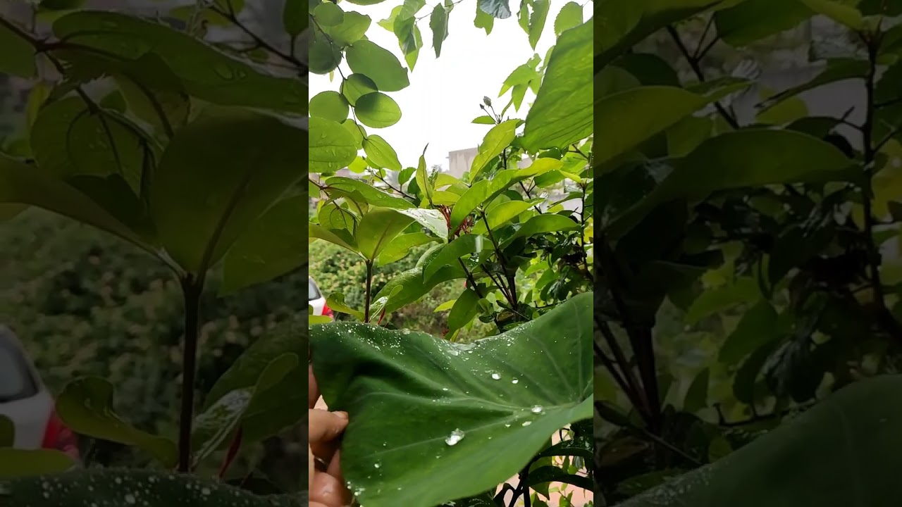 rain water #rain #raindrops #rainsounds #leaf#viral #youtube