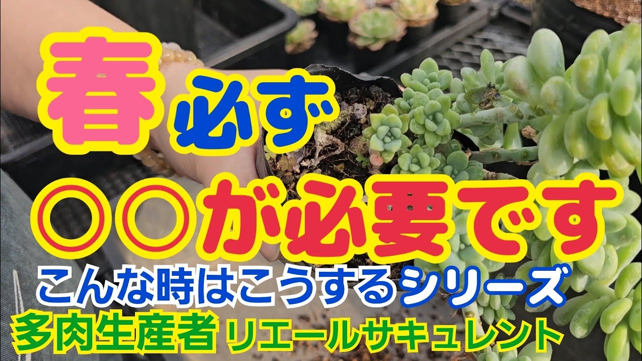 【多肉植物】【春】【こんな時はこうするシリーズ】春‼️必ず○○が必要です🎵2026年2月18日