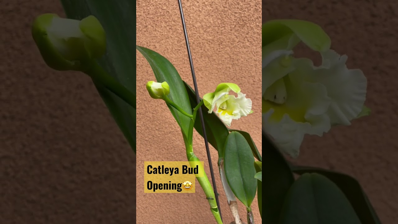 🤩Orchid, Catleya Bloom Opening💛🥳