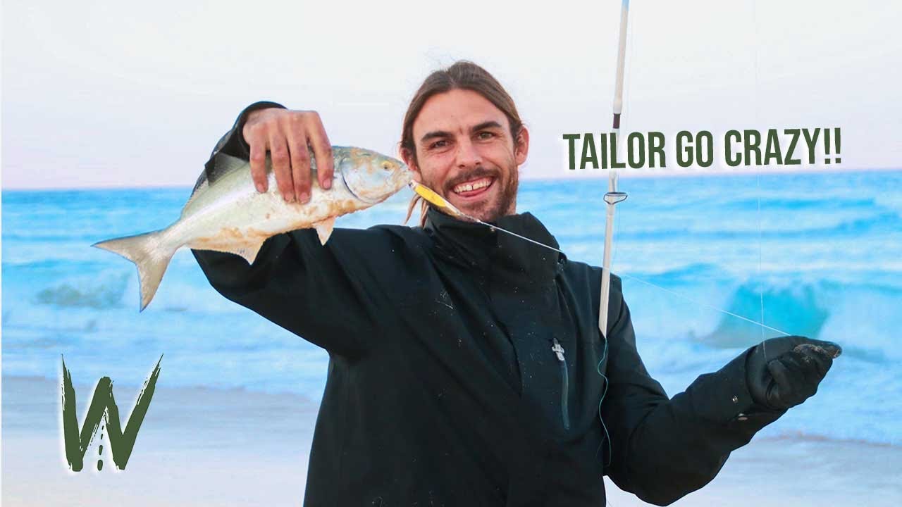 TAILOR FEEDING FRENZY!! | Catch and cook hungry tailor and the cruiser breaks down… again… Ep.002