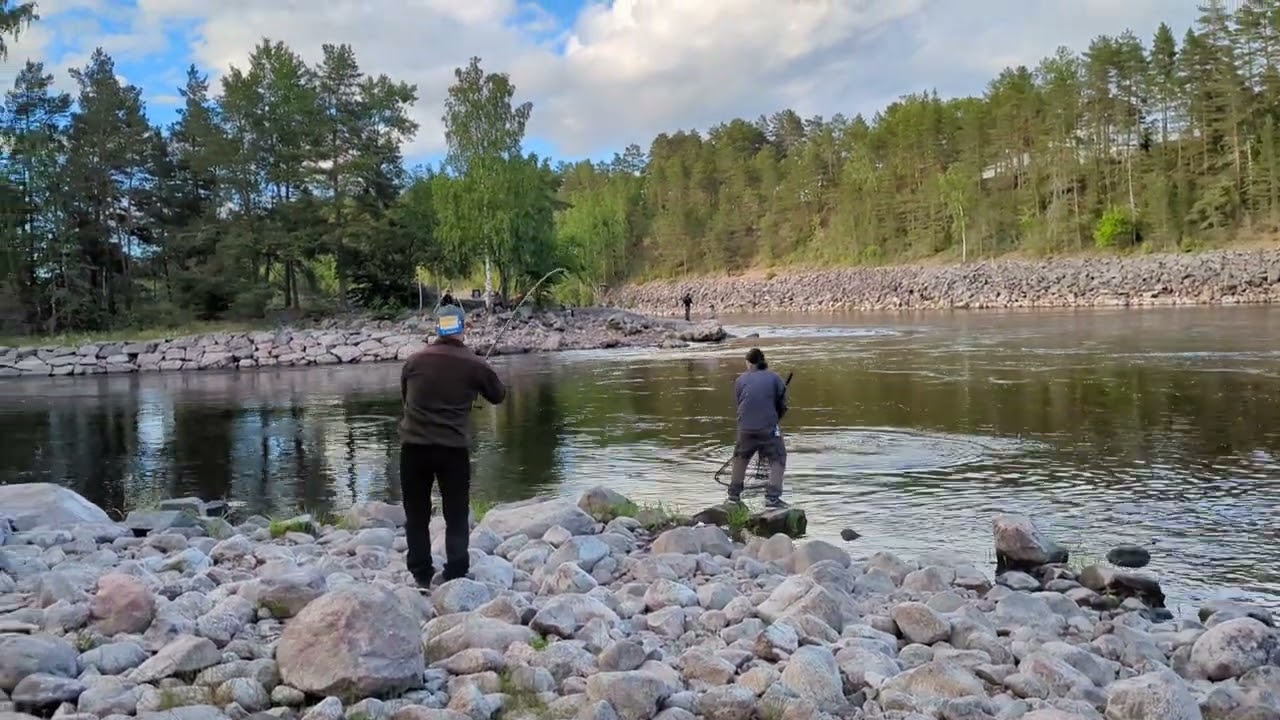 Älvkarleby | Emil Pettersson drillar lax i Årvara 19/6 -24