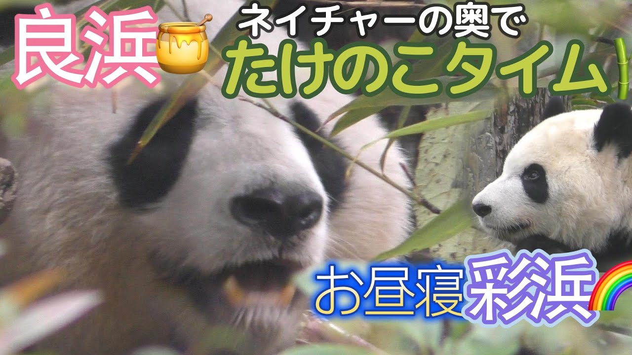【目を凝らせッw】🌿ネイチャーの奥でたけのこ食べる良浜ママがかわいいの💕🍯＆まどろみタイム彩浜🌈②お食事編【チラリズムパンダ】Giant Panda -Rauhin,Saihin ＃良浜＃彩浜