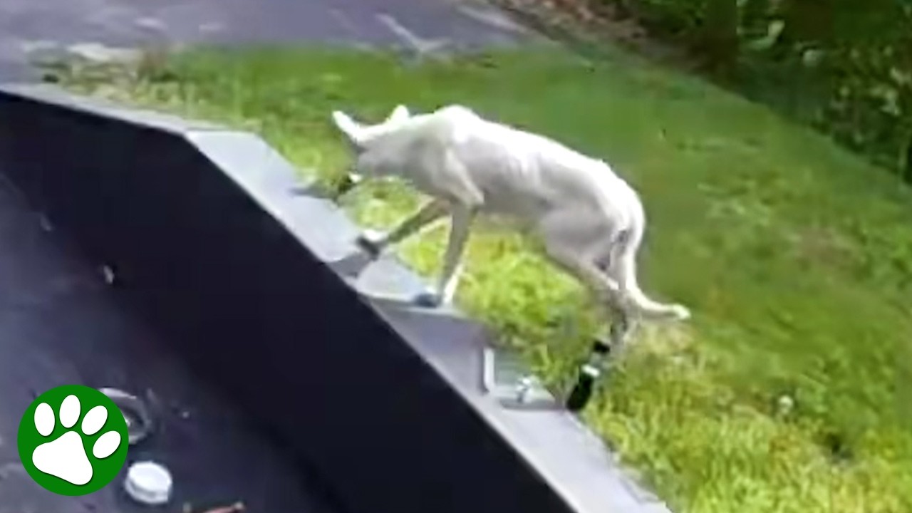 White mystery creature starts appearing in driveway