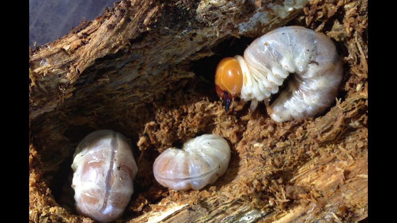 Dorcus curvidens binodulosus - searching larvae