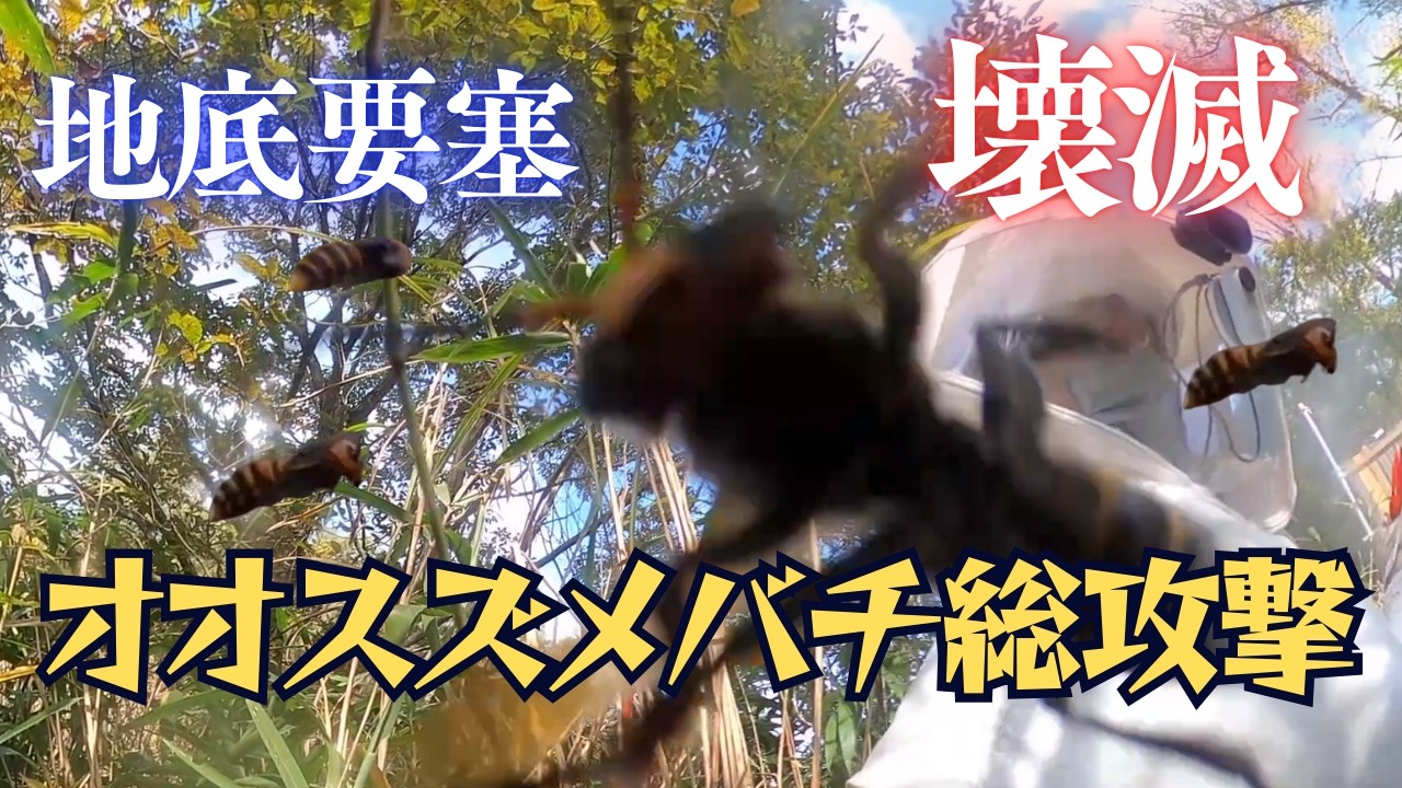オオスズメバチの土中の巣を駆除｜地底要塞を発掘せよ【滋賀県日野町】#スズメバチ駆除 #オオスズメバチ #滋賀県 #ジェイワークス #ハチ駆除のプロ