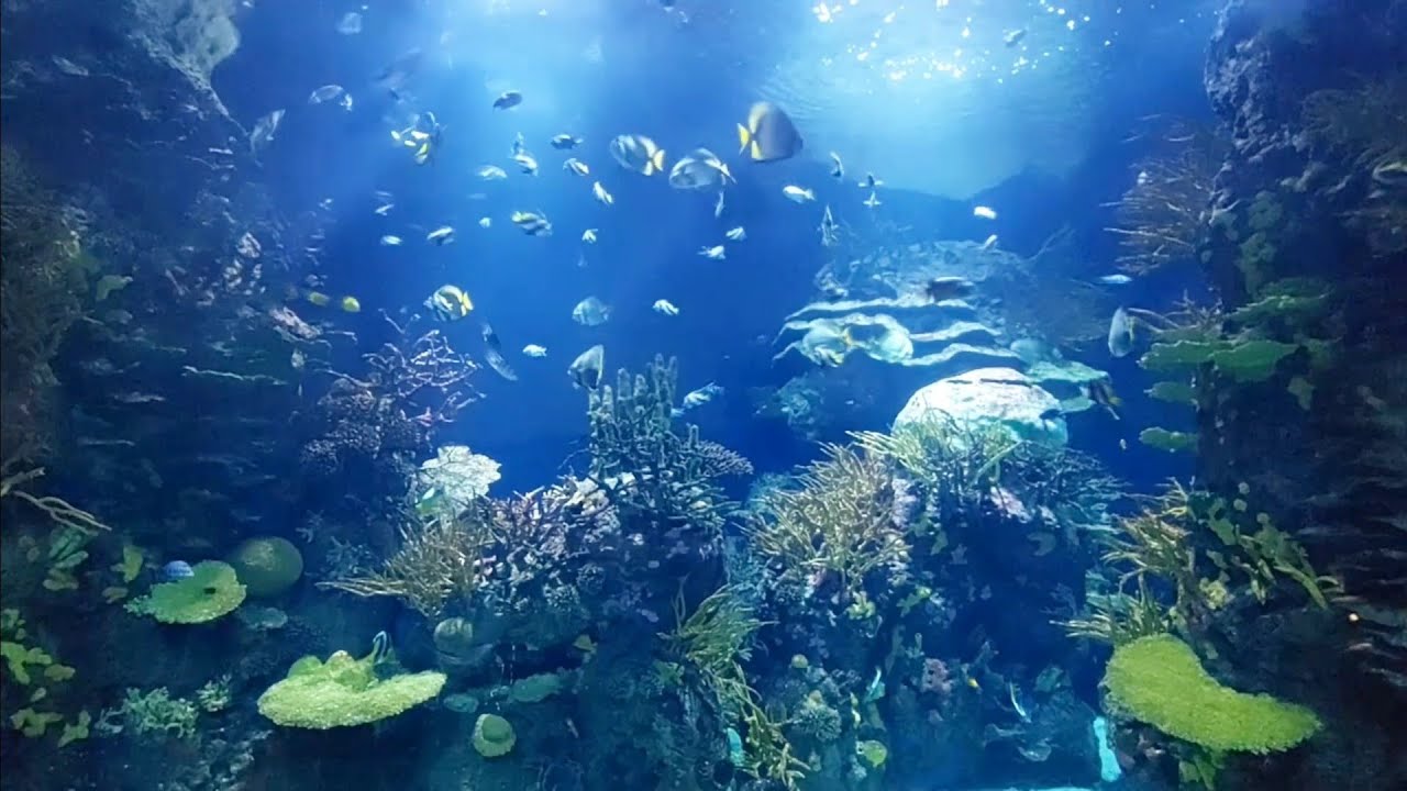 Oceanium Rotterdam (Aquarium) 2025