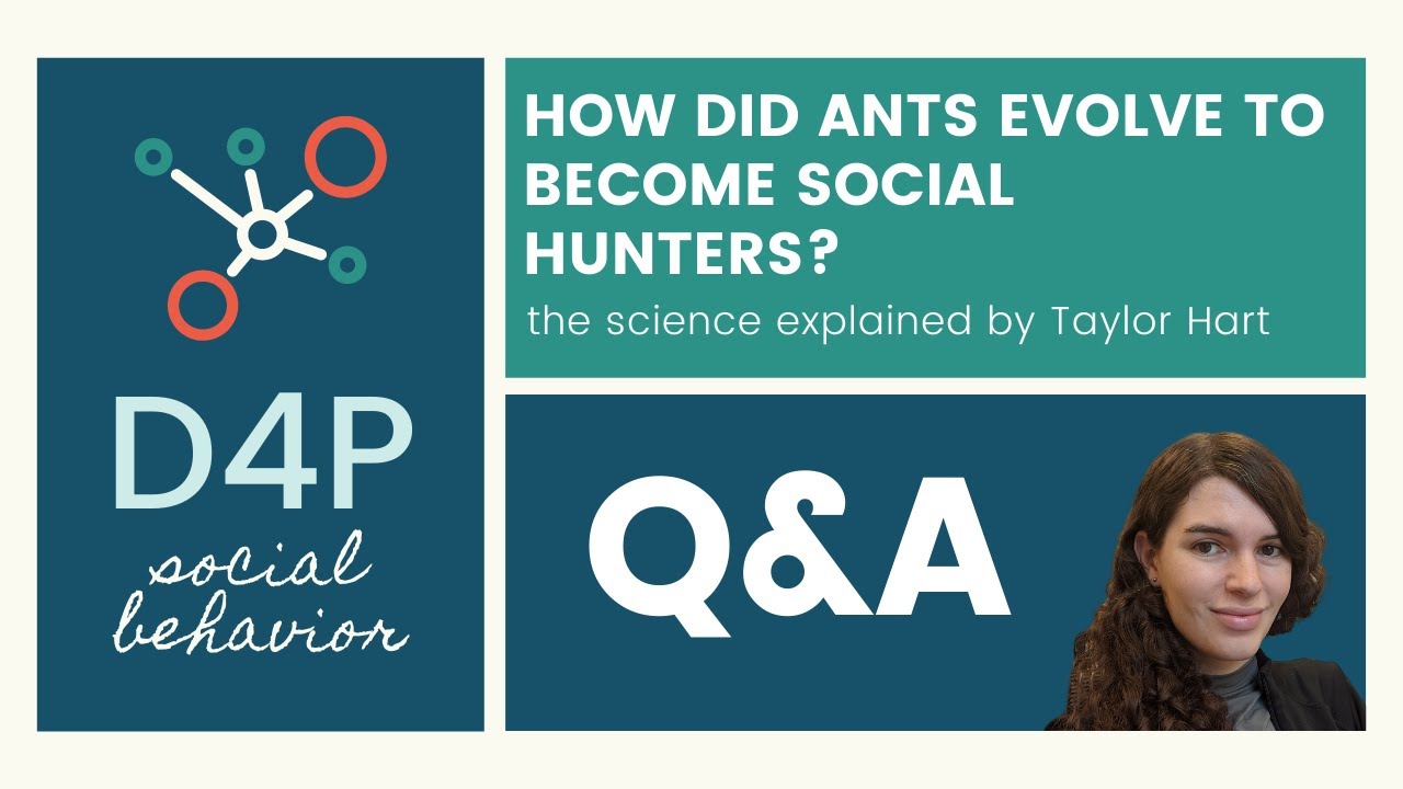 [D4P: Social Behavior] Q&A on How did ants evolve to become social hunters?