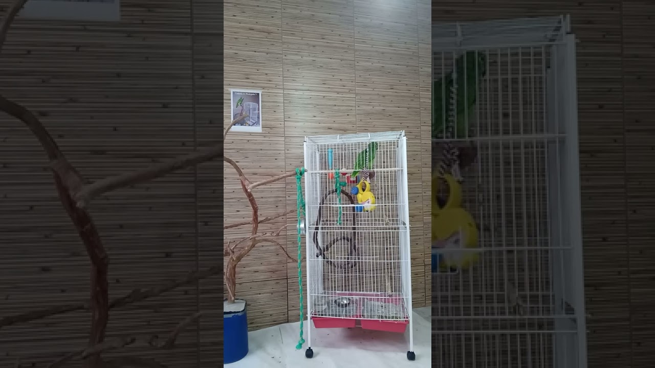 papagaio falante do Brasil Kaduzinho