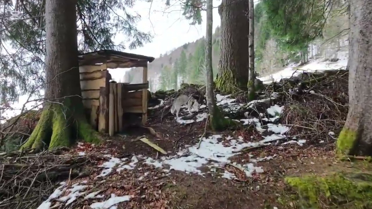 Forest Drone Training ❄️ | Getting Better Every Flight