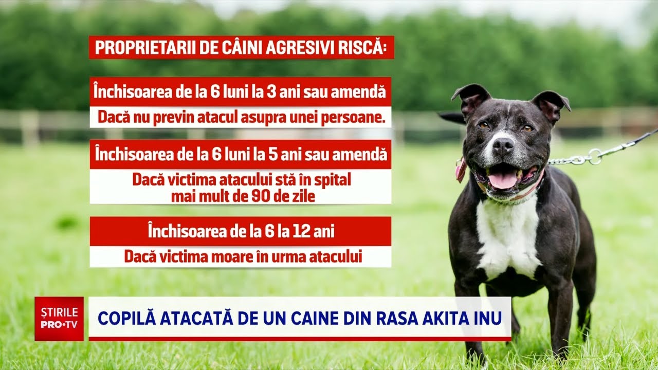 De ce a fost atacată fetița din București de un câine care nu este considerat periculos