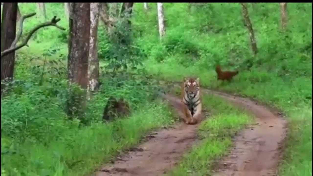 tigre vs dhole - tiger vs dhole wildogs