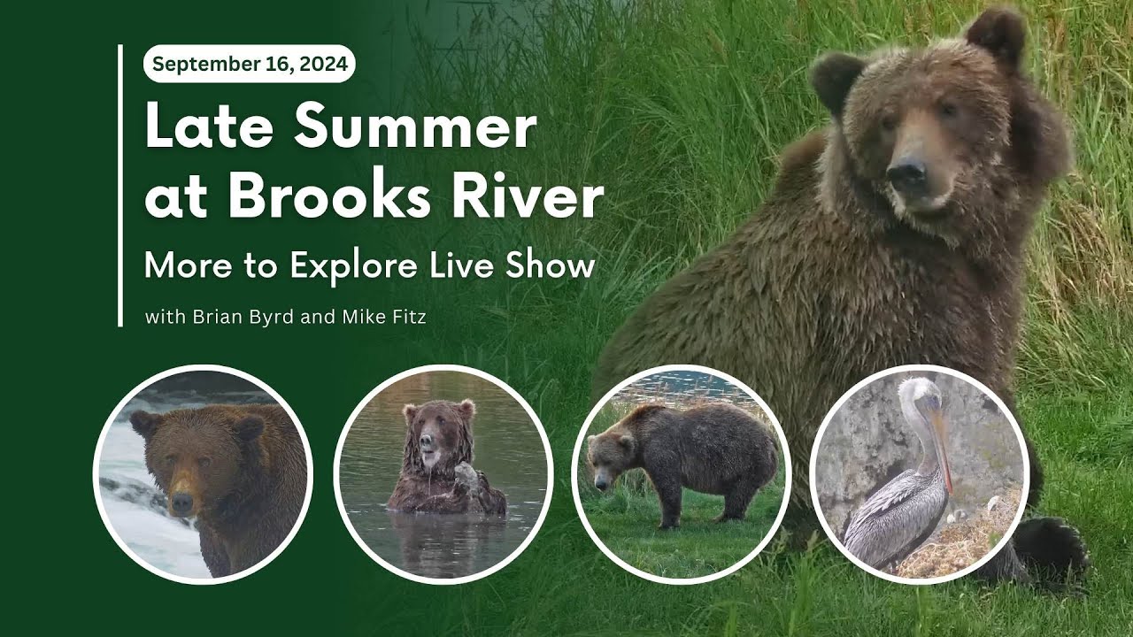 Late Summer at Brooks River | More to Explore Live Show