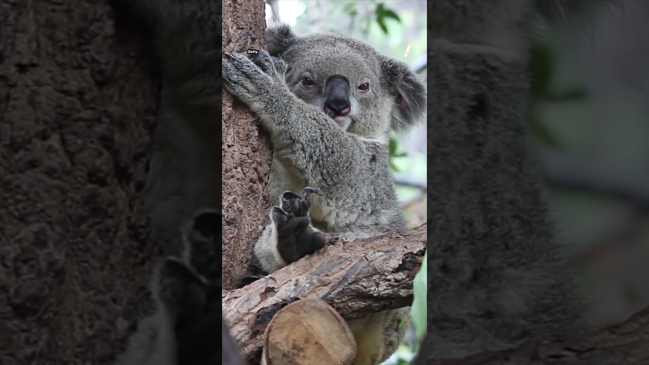 Stark increase in koala rescue callouts reveals deadly problem | 