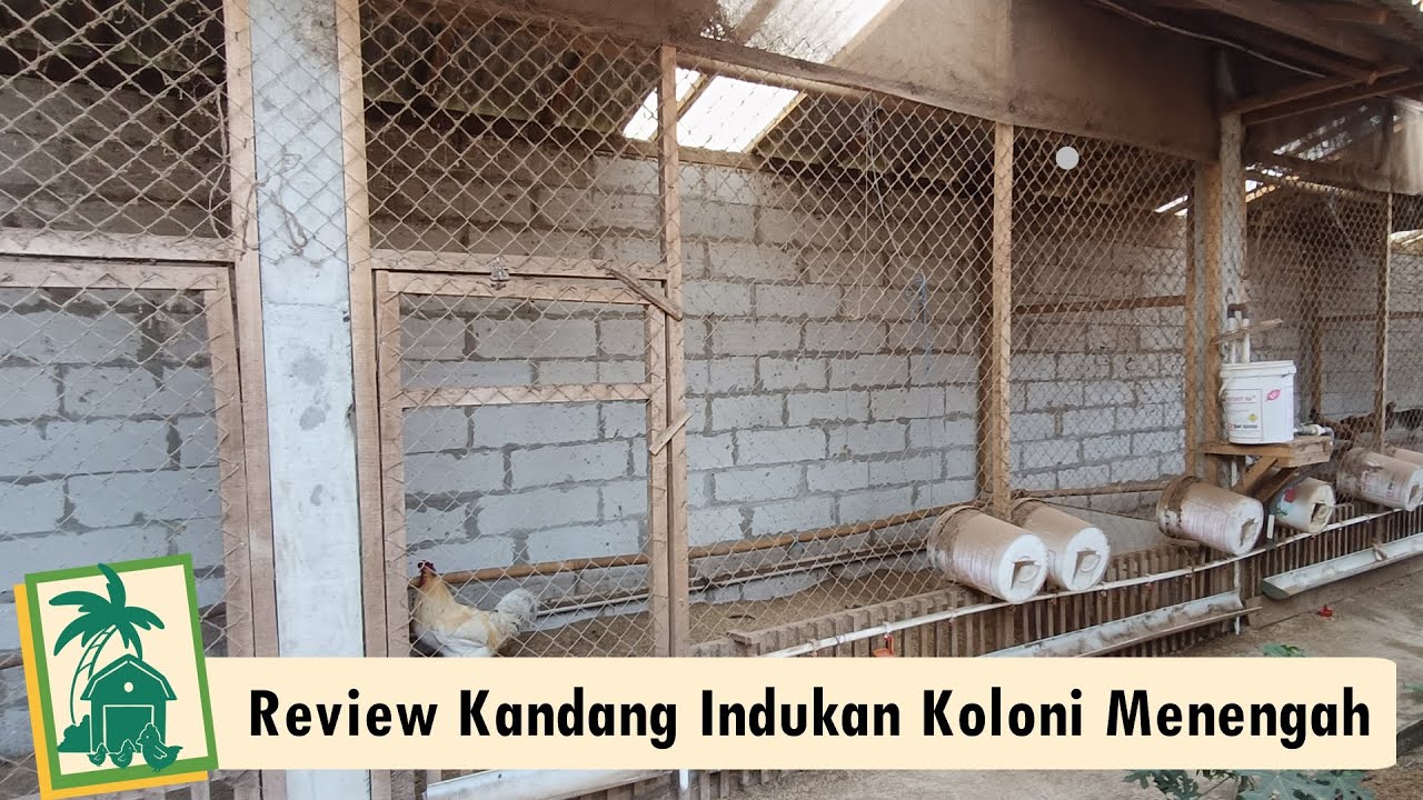 Review Kandang Ayam KUB Indukan Koloni Skala Menengah
