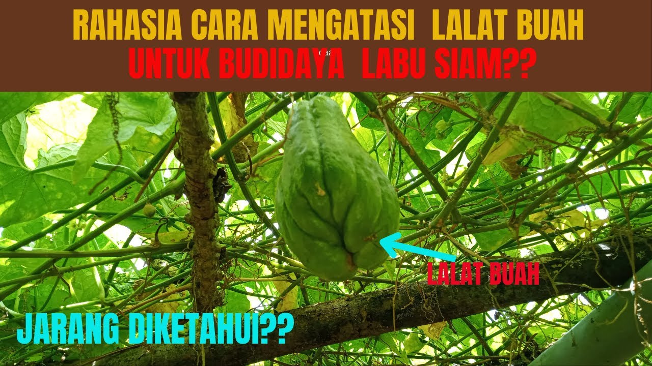 Rahasia Cara mengatasi Lalat Buah jarang diketahui