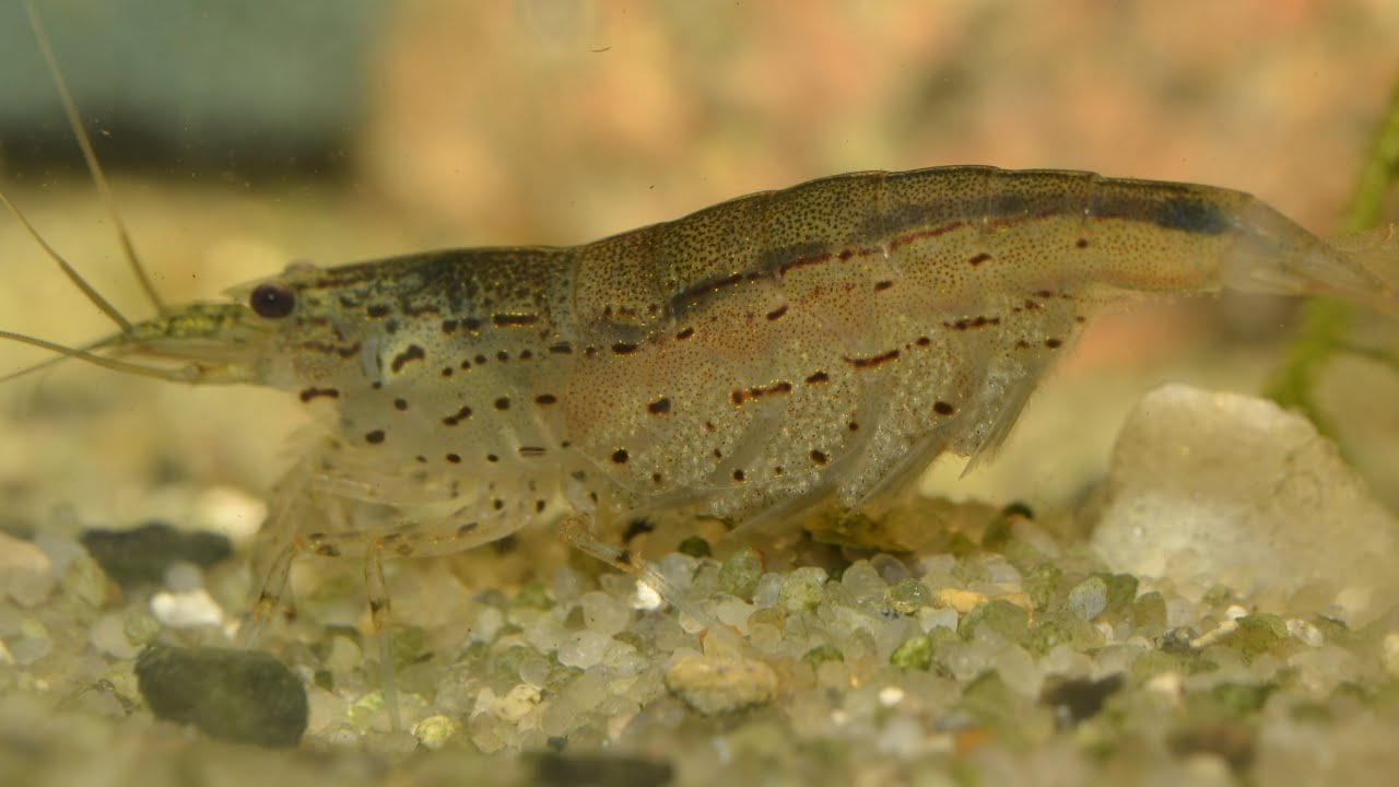 Amano Shrimp (Caridina multidentata) - Breeding Part 1.
