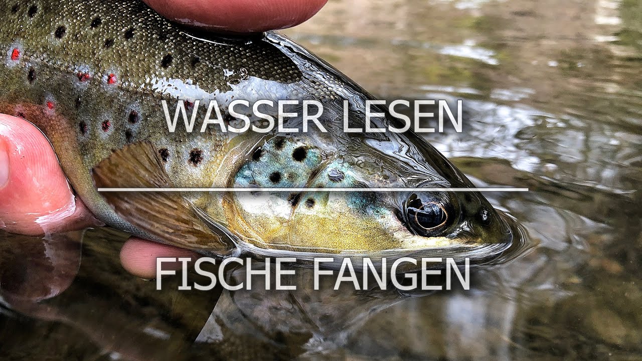 Wasser lesen - Fische fangen ... Fliegenfischen