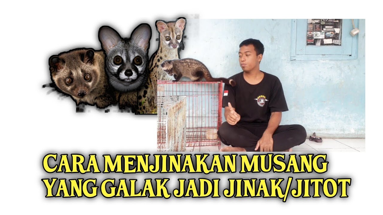 cara menjinakan musang yang galak jadi jinak/jitot #sefanexopet #tutorial #cara #hewan