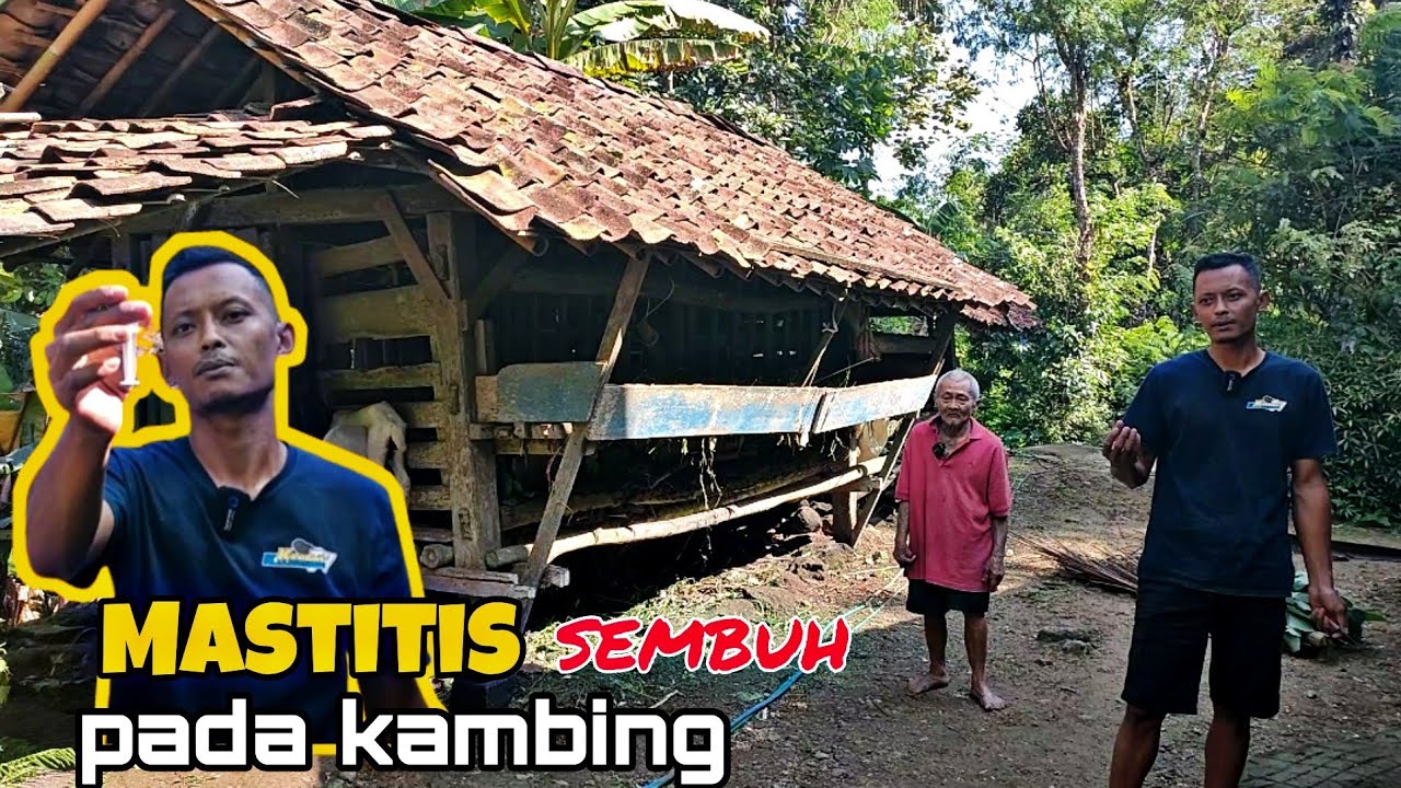 KASIHAN KAMBING MBAH TERKENA MASTITIS