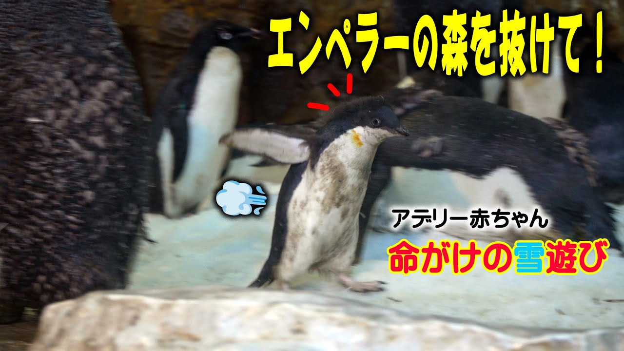 【決死の脱出】 巨大なエンペラー達の 足元を抜けて… アデリー赤ちゃんが目指した場所