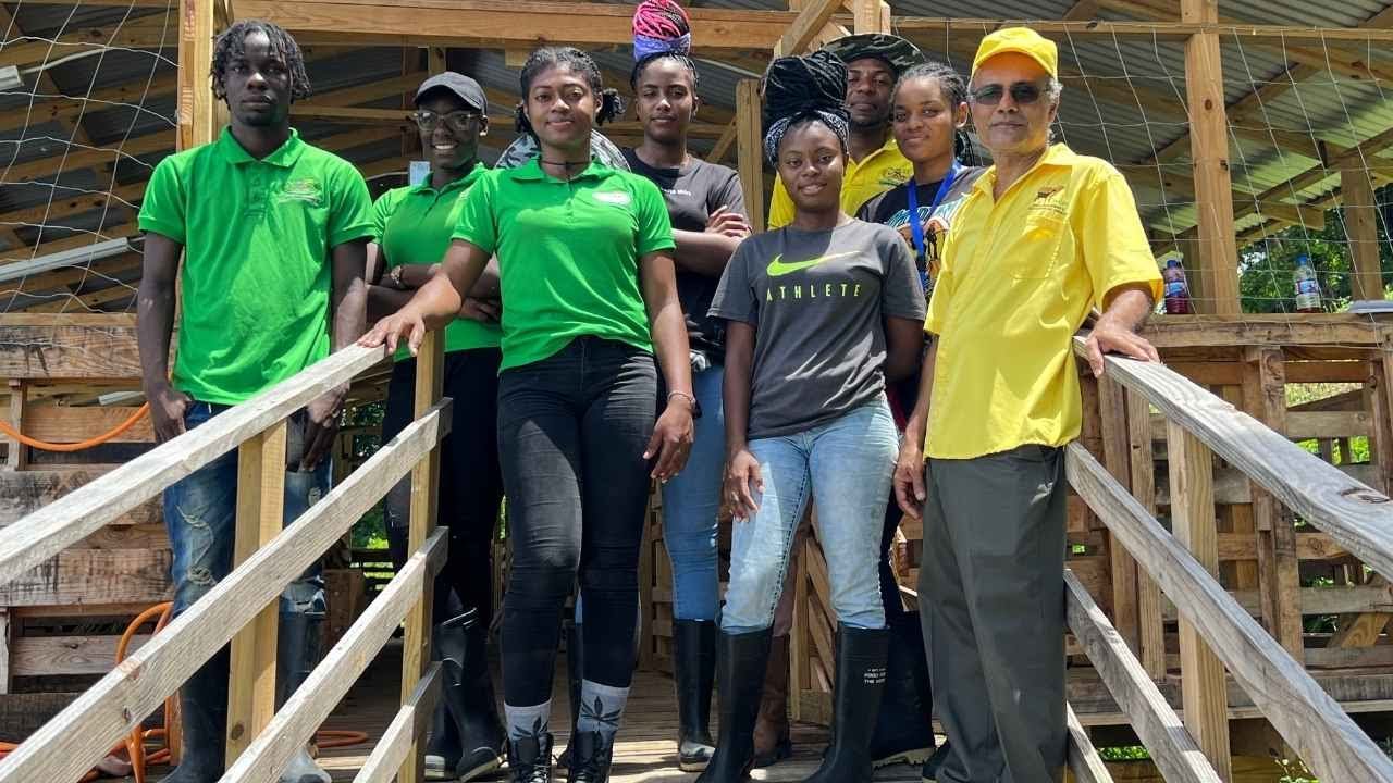 A LOOK AT SOME IMPORTED GOATS ANIMALS IN JAMAICA  @CASE