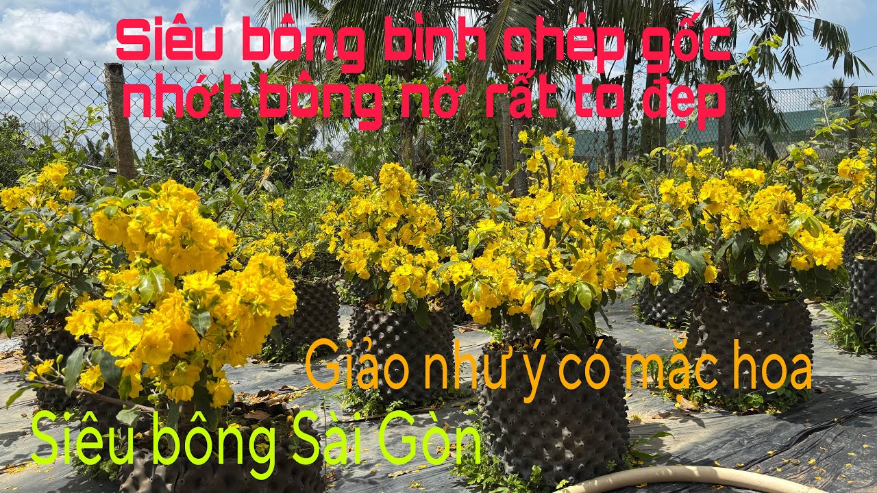 Siêu bông bình lợi siêu bông Sài Gòn như ý nở hoa ( Zalo 0983946649) ngày 15/3/2026