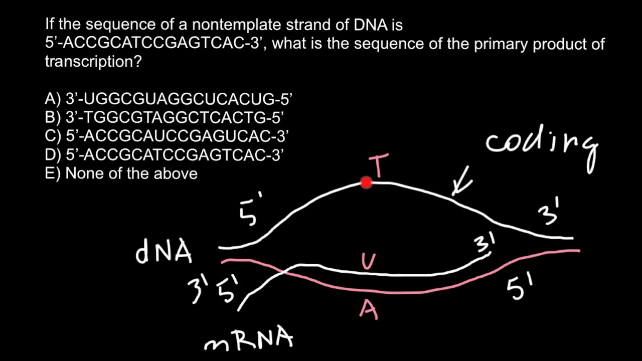 Template and coding strands of DNA