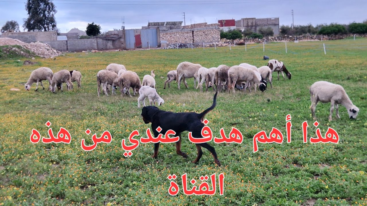 الحلقة747🐓🐐🐏🦮  راحتك النفسية و انت تشاهد قناتي هي أجمل هدية لي .🤲🏻🤲🏻🤲🏻