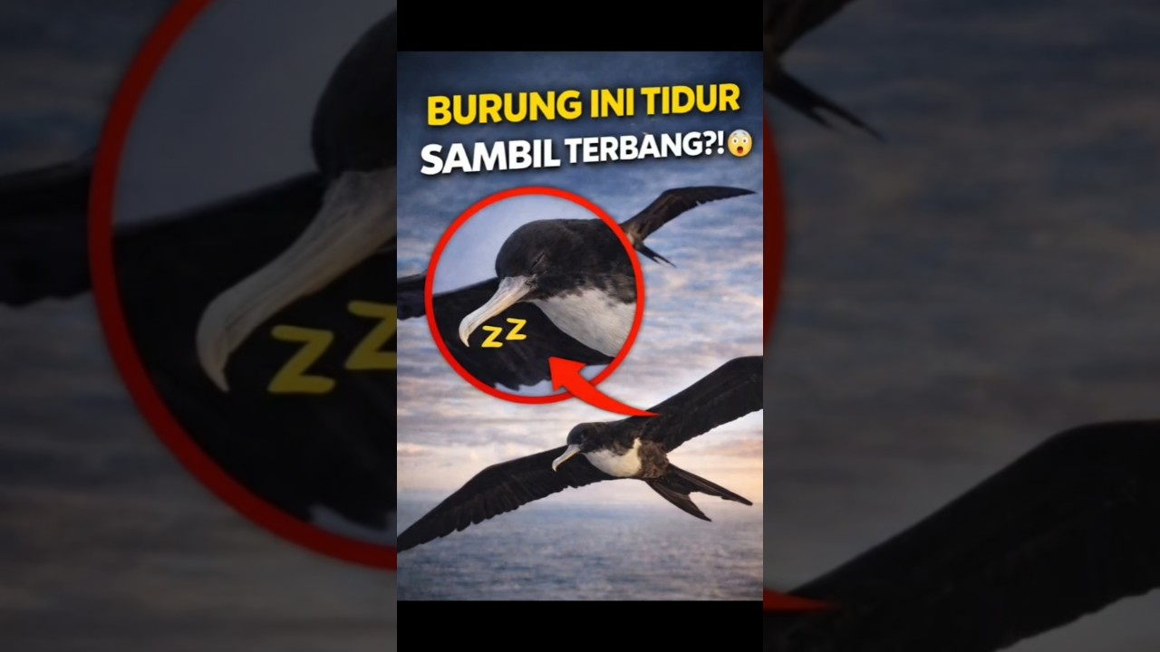 BURUNG INI TIDUR SAMBIL TERBANG?! 😱 