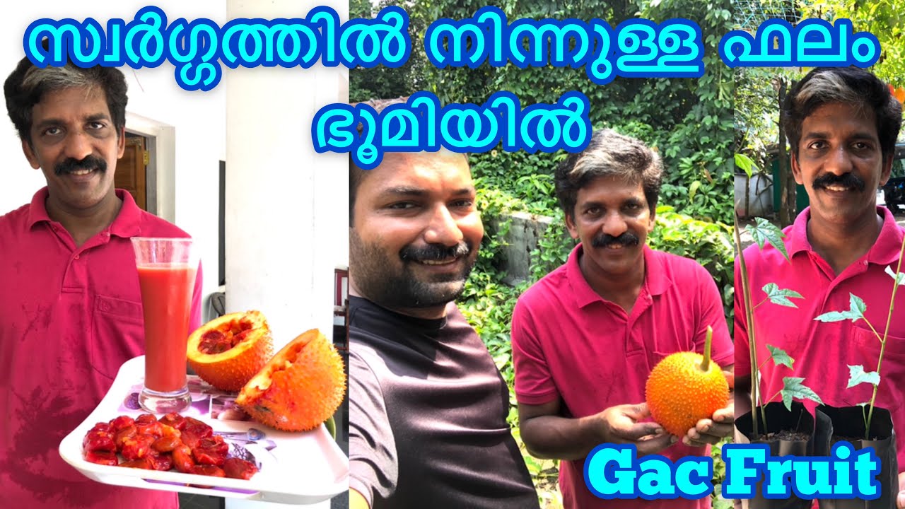Gac Fruit |രോഗങ്ങൾക്കും ഫലപ്രദമായ ഔഷധമാണ് ഗാഗ് ഫ്രൂട്ട്|Jojo Gac Fruit Farming