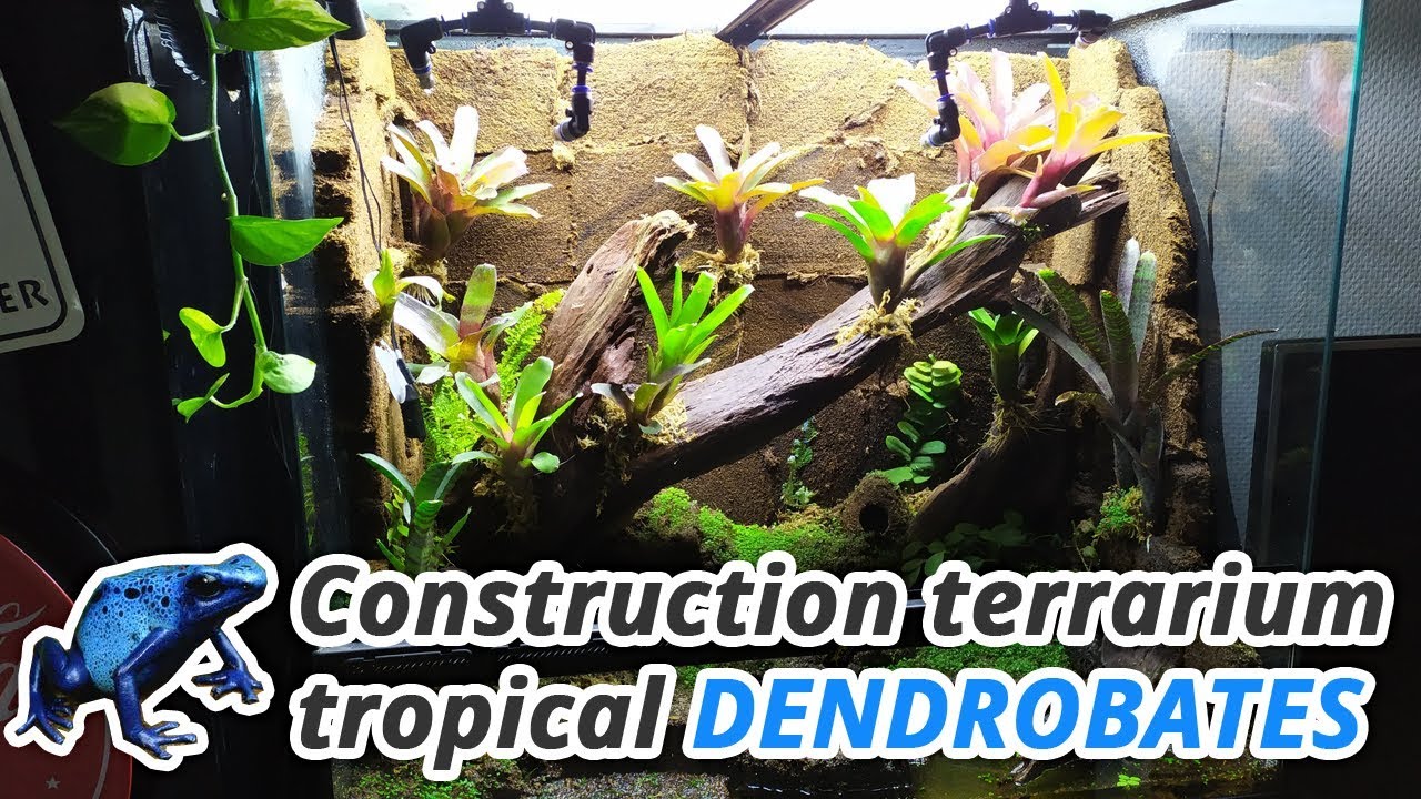 Comment faire un terrarium tropical pour dendrobates ! - Méthode BTS