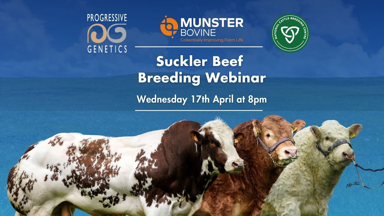 Suckler Beef Breeding Webinar
