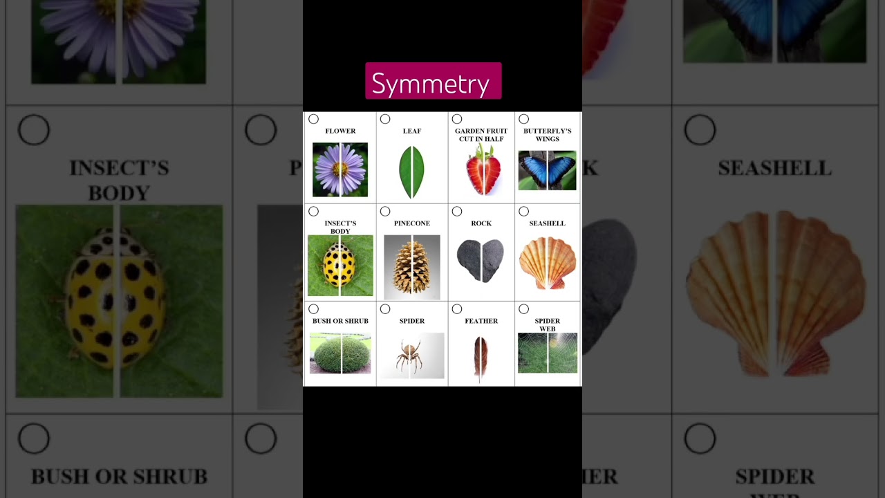 Free Nature Symmetry #reallifesymmetry #mathematics #symmetry #1k #lines #shorts #basic #concept