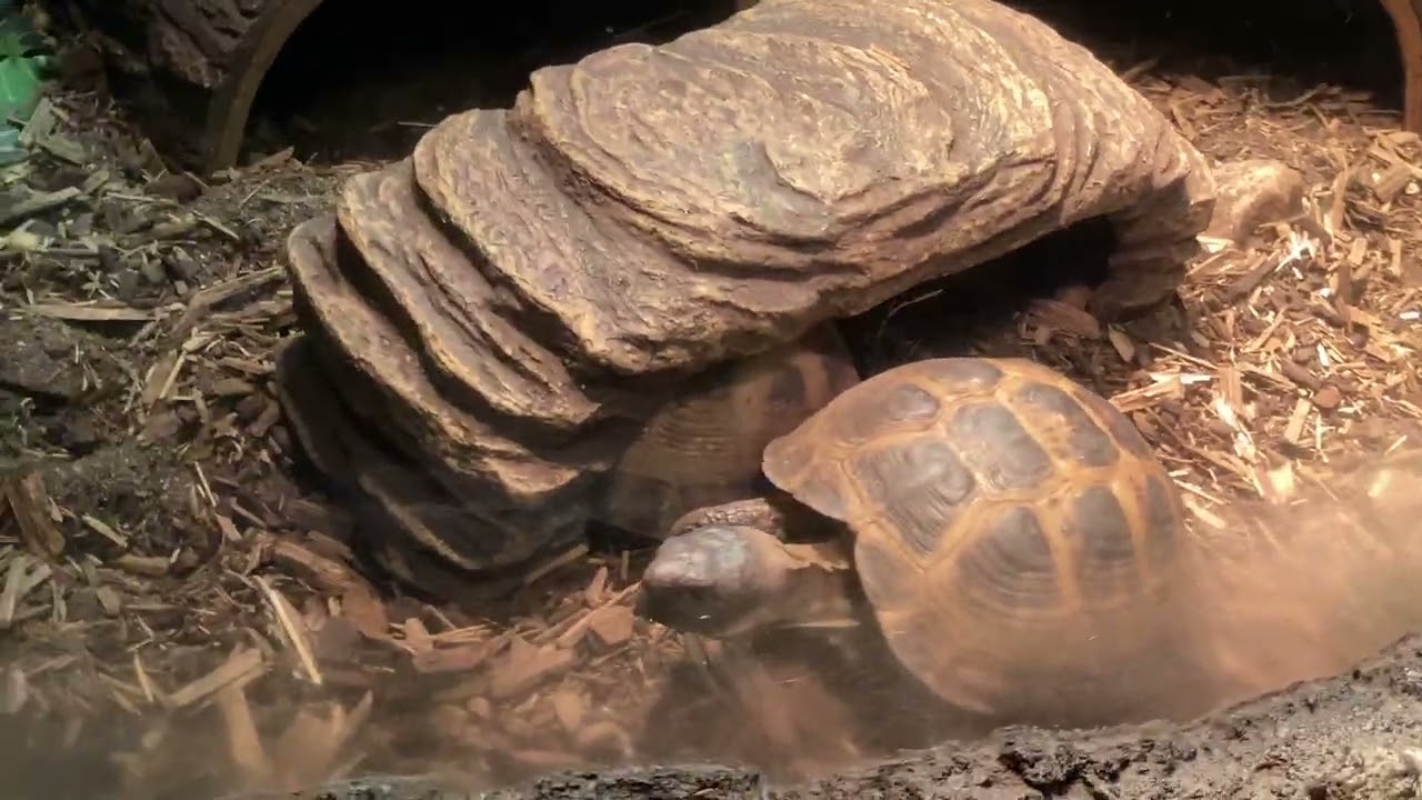 Tortoise