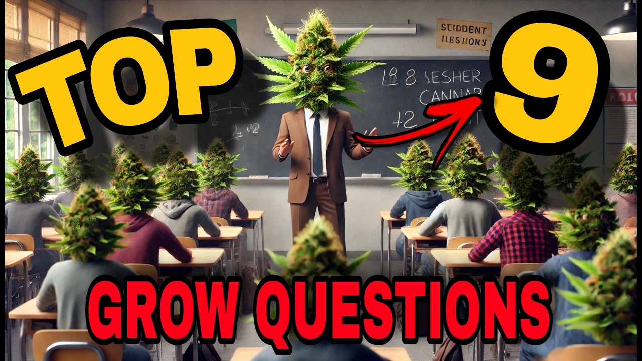 2024&rsquo;s Most-Asked Cannabis Growing Questions Answered by Experts