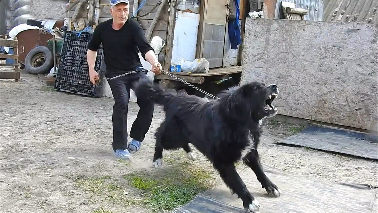 CAINI CIOBANESTI BAZATI SI OI TIGAI IN GOSPODARIA DOMNULUI GEORGE.LABUS ESTE FORTA.