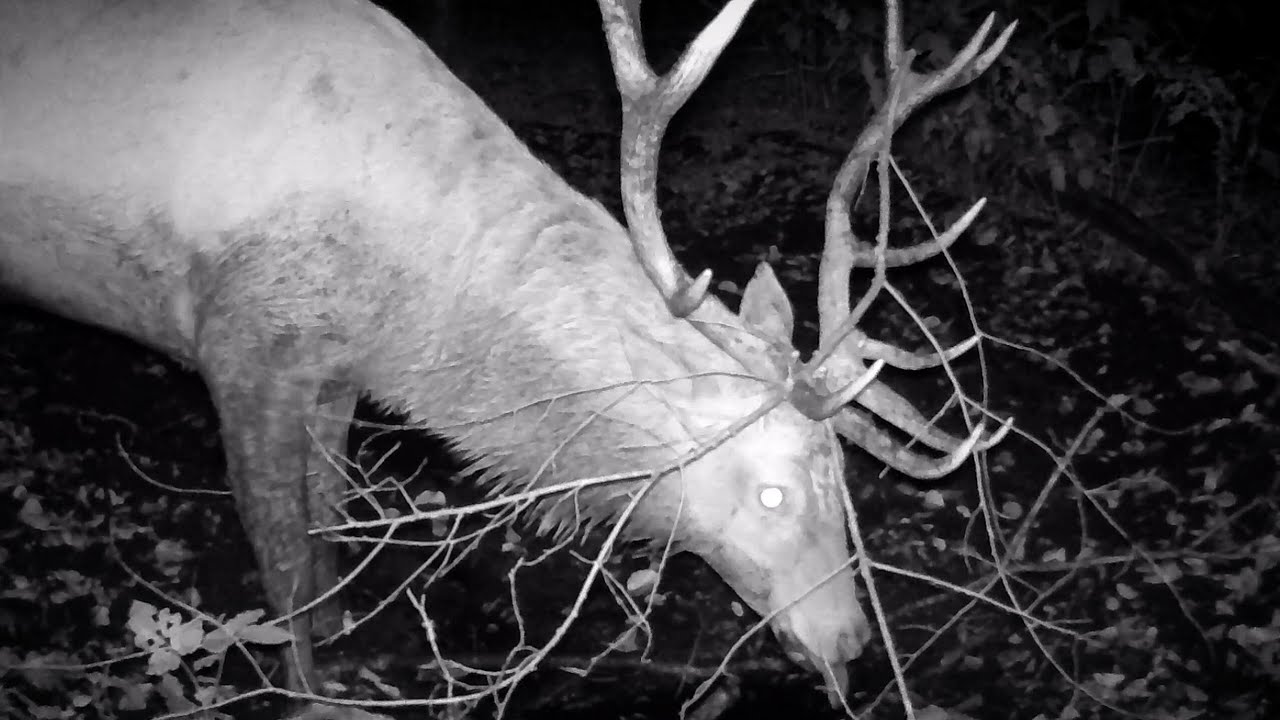 Przyroda z ukrycia, odc.63: Jeleń z wielkim porożem.