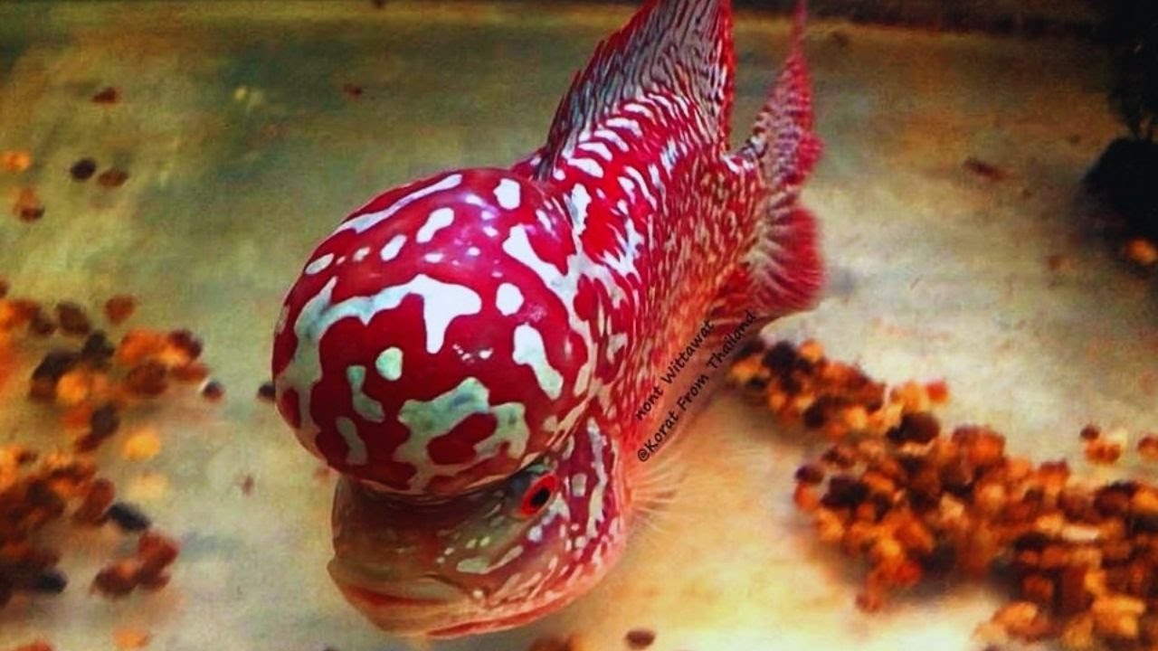 10 Beautiful Super Red King Kamfa Flowerhorn Fish | Big Head Flowerhorn