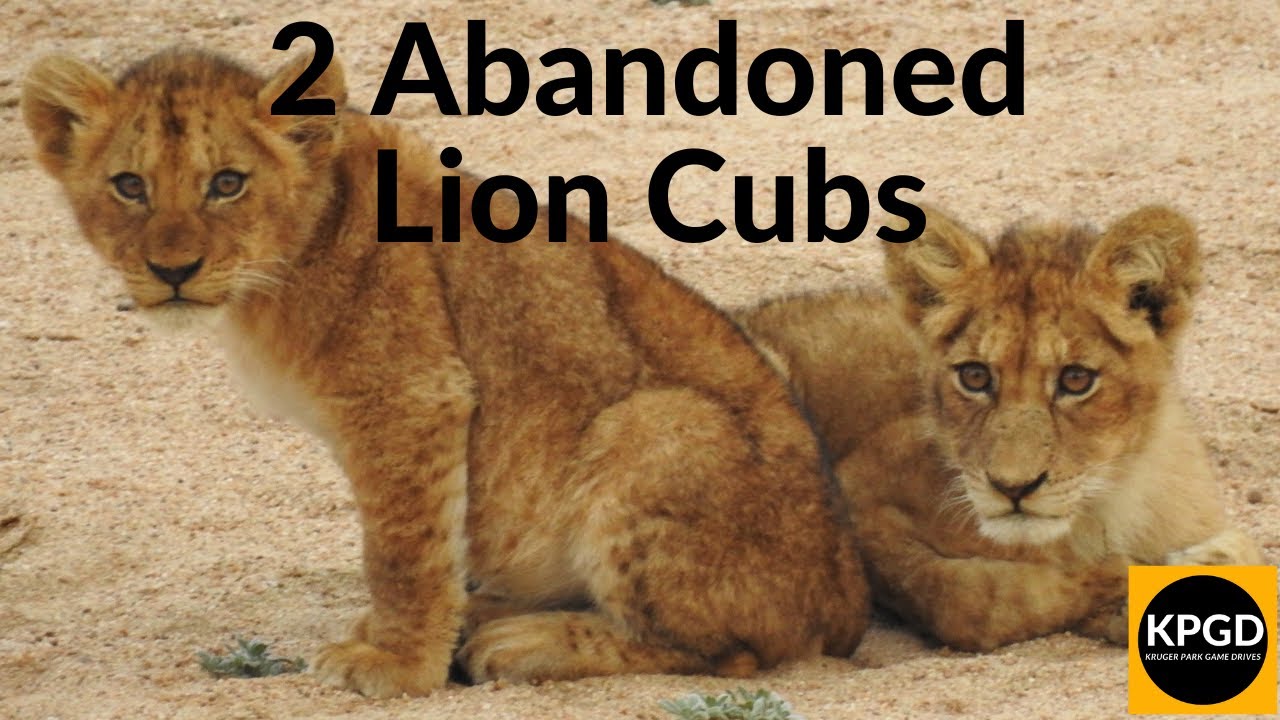 2 Abandoned Lion Cubs - What Happens Next? | Kruger National Park