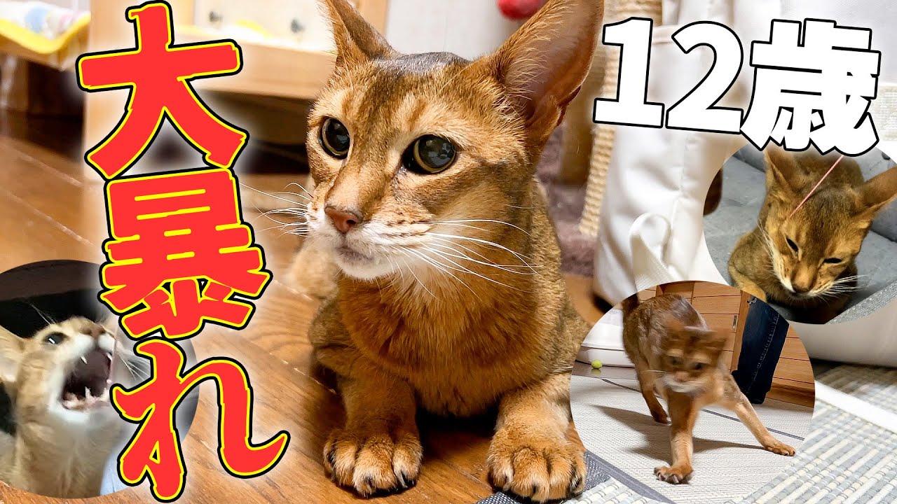 実家猫たちのボスが登場したと思ったらいきなり大暴れし始めましたwww