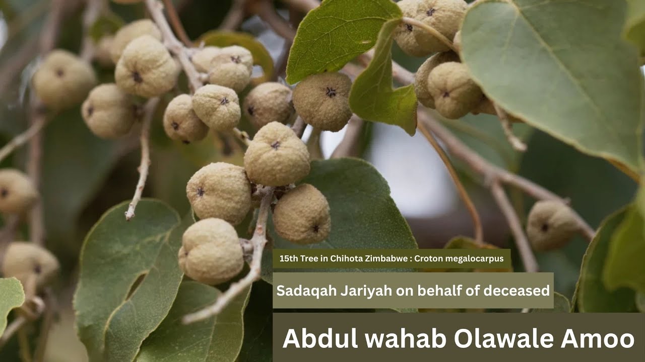 Sadaqah jariyah of planting trees : Sima Miti