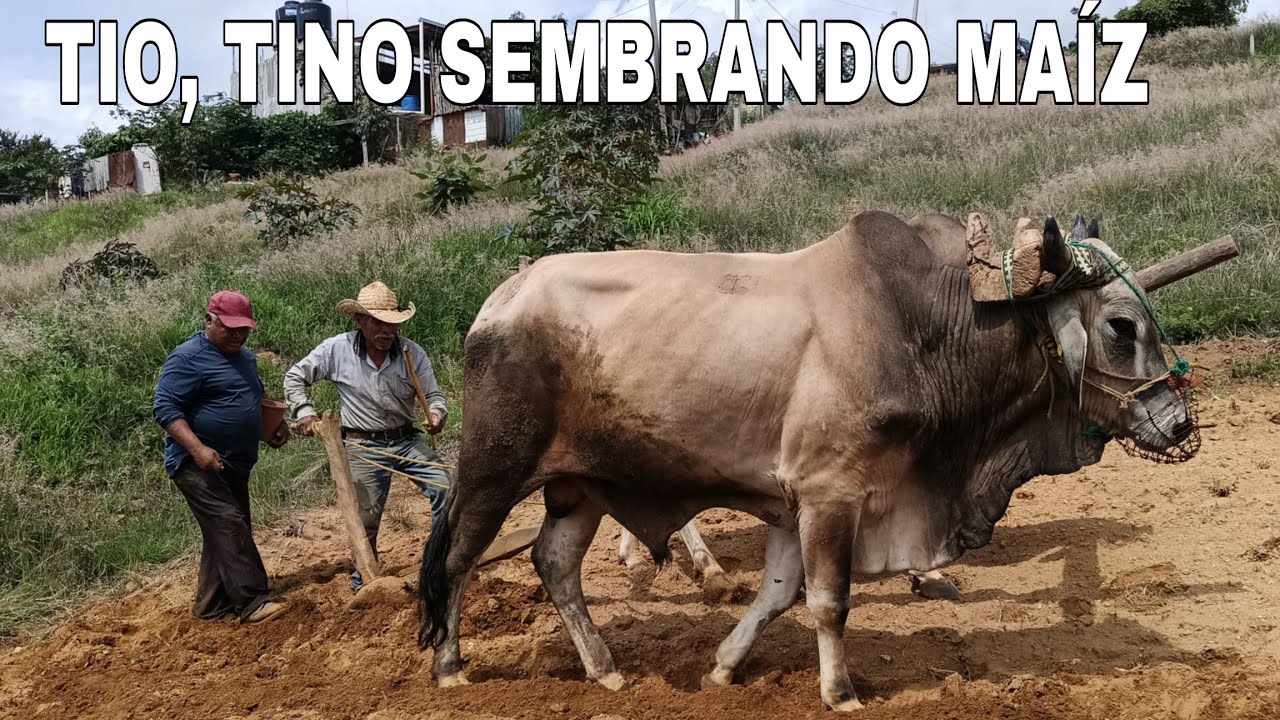 TÍO TINO, aquí sembramos el  MAIZ Y el  TAMALA...