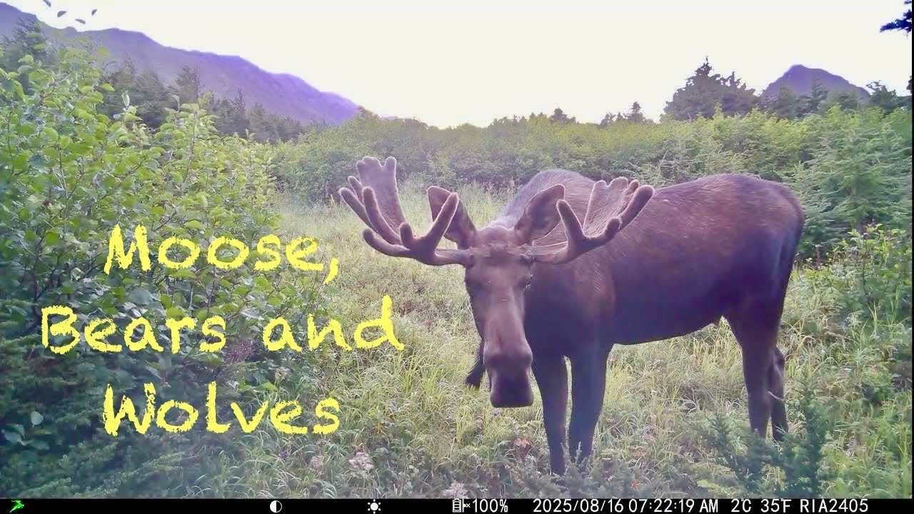 Moose, Bears and Wolves in Alaska