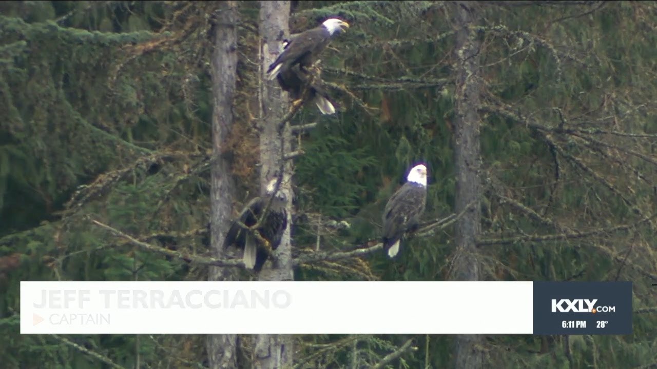 Hundreds of bald eagles featured on Lake Coeur d'Alene's eagle watching cruises