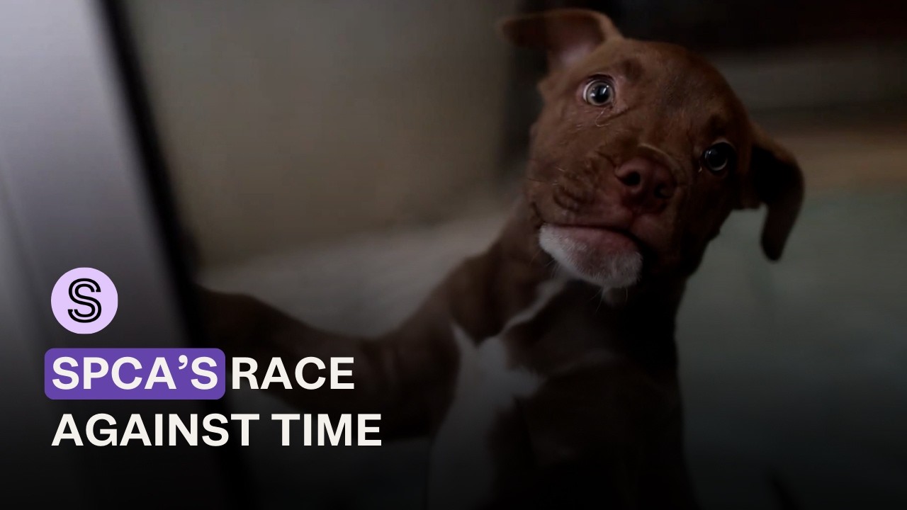 SPCA's race to raise $10m to vacate crumbling facility | Stuff.co.nz