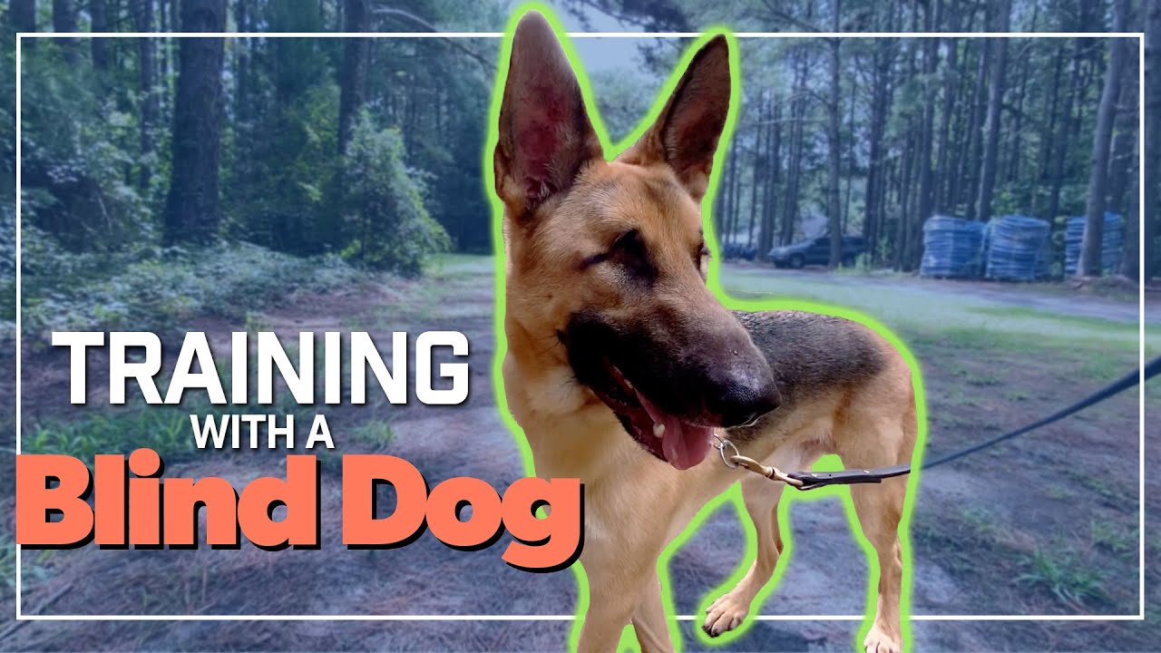 We Took in a Blind Dog for Training